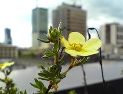 Kwiatek w centrum Warszawy.